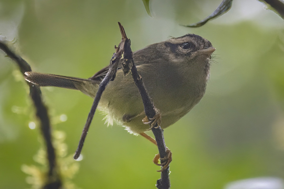image Costa Rican Warbler